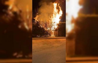 Sebepsiz yere ateşe verilen ağaç itfaiyeyi harekete geçirdi