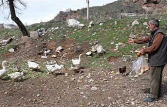 Şehirde renkli görüntüler oluşturan firari kazlar, yuvalarında görüntülendi