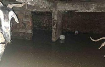 Sel ahırı bastı, 12 keçi ekipler tarafından kurtarıldı