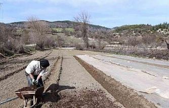 Selendi’de tütün üreticisinin zorlu mesaisi başladı