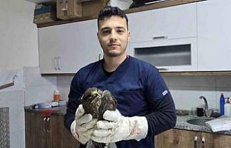 Seydikemer’de yaralı şahin tedavi altına alındı