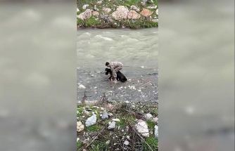 Siirt’te dereye düşen buzağı polis tarafından kurtarıldı