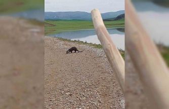 Siirt’te nesli tükenme tehlikesi altındaki su samuru görüntülendi
