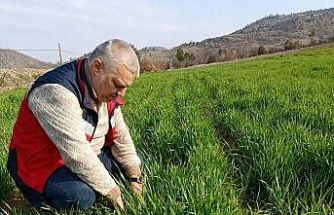 Simav’da tarımsal çalışmalar sürüyor