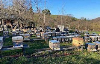 Sinop’ta soğuk hava arıcılığı olumsuz etkiliyor