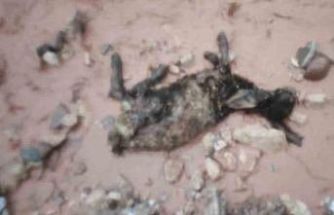 Şırnak’ta sel göçerleri vurdu: Hayvanlar telef oldu, çadırlar sular altında kaldı