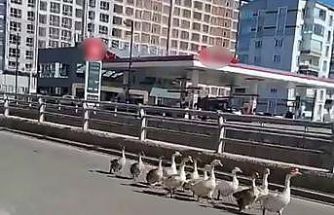 Sivas’ta kazların geçidi böyle görüntülendi