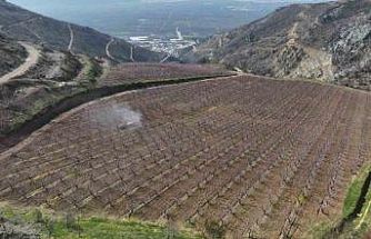 Siyahların ardında açan pembe şeftali çiçekleri