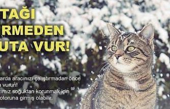 Soğuktan korunmak için girdiği araçta sıkışan kedi kurtarıldı