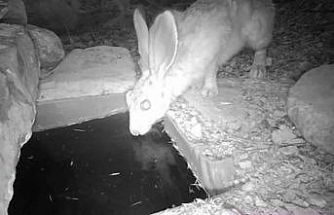 Su içen yaban hayvanları fotokapanla görüntülendi