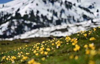Süleymaniye’de renk cümbüşü: Sarı ve mor çiğdemler açtı