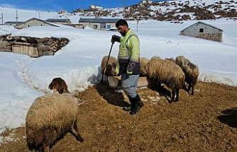 Süphan Dağı’nın eteğinde zorlu hayvancılık