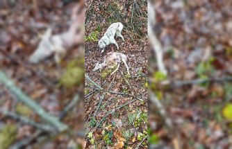 Sürüye kurt saldırdı: 18 koç ve 5 teke telef oldu