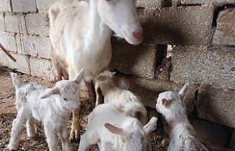 Süt rekortmeni Saanen keçiden dördüz doğum