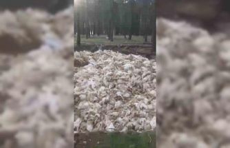 Tarsus’ta ölü tavuklar ormana atıldı