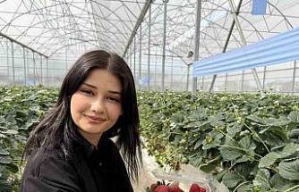 Tarsus’ta topraksız tarımda ilk çilek hasadı yapıldı