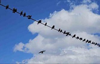 Tatvan’da sıralanan kuşlardan güzel görüntüler