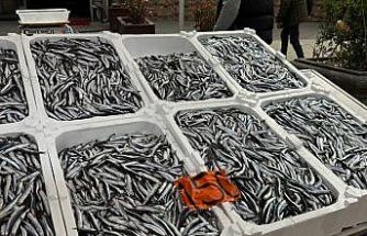 Tezgahlarda hamsinin son günleri: Kilosu 150 liradan satılıyor