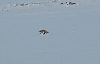 Tilkiler yol kenarında yiyecek aradı