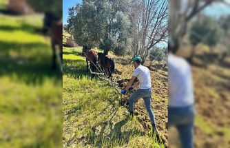 Traktörün giremediği zeytinlikte üretim atlarla sürüyor