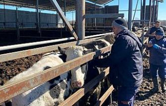 Trakya’da şap alarmına karşı sahadalar: Büyükbaş hayvanlara aşılama sürüyor