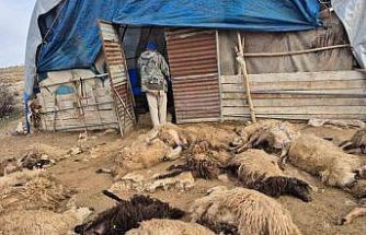 Tunceli’de kurt paniği: 64 koyun telef oldu, 11 koyun yaralı