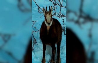 Tunceli’de şamua sürüsü görüntülendi