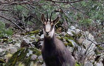 Türkiye’de en düşük rakımda sadece Gümüşhane’de görülüyor