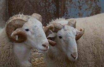 Türkiye’nin en değerli koçları rekor fiyatlara satılıyor