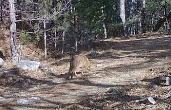 Uludağ’da Altın Çakallar fotokapana yakalandı