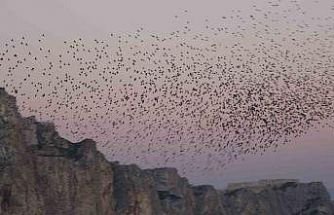 Van Kalesi’nde eşsiz bir gösteri: Sığırcık kuşları havada dans etti