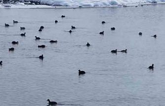 Van’da Kaz Gölü kuşların mekanı oldu