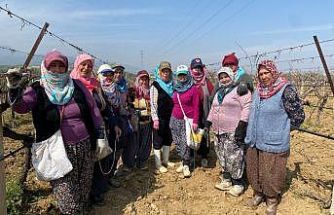 Yağışa teslim olan bağlar ayağa kalktı