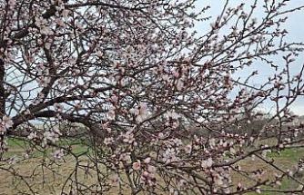 Yalancı bahara aldanan ağaçlar erkenden çiçek açtı