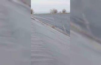 Yapay gölete düşen çakal merdivenle kurtarıldı