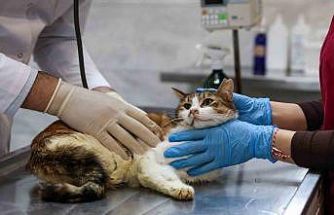 Yaralı kediye Büyükşehir şefkati