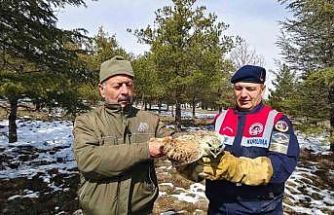 Yaralı Şahin’e Jandarma ekiplerinden yardım eli