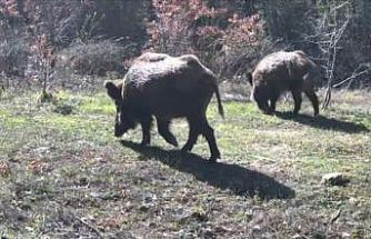 Yiyecek arayan yaban hayvanları fotokapanla görüntülendi