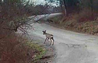 Yolunu şaşıran karaca yerleşim yerinde görüntülendi