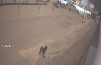 Yüksekova şehir merkezinde vaşak görüntülendi