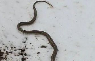 Yüksekova’da su arızası giderilirken 1 metrelik yılan çıktı