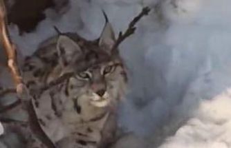 Yüksekova’da yerleşim alanına inen vaşak görüntülendi