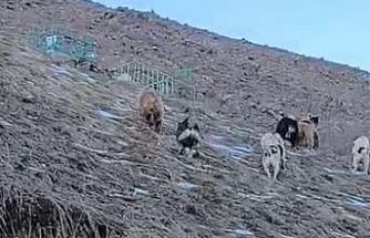 Yüksekova’da yerleşim yerine inen ayıları çoban köpekleri uzaklaştırdı