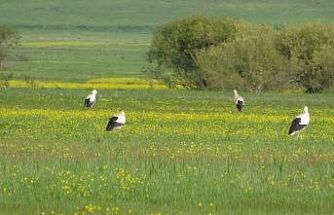 Yüksekova’nın biyoçeşitliliği kayıt altına alınacak