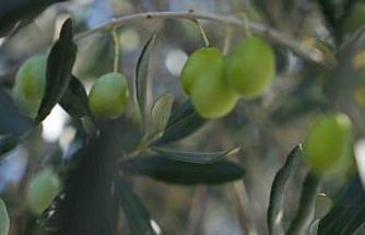 Zeytin halkalı leke hastalığına karşı üreticilere uyarı