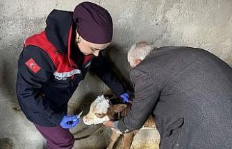 Zoonoz hastalıklarına karşı aşılama çalışmaları sürüyor