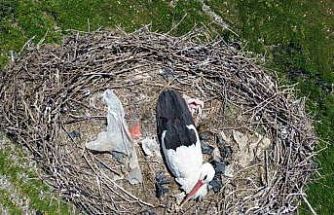 15 yıllık ’komşu’: Leylek ’Ciran’ ailenin maskotu oldu