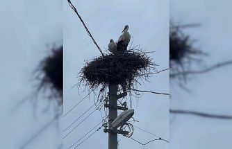 2 aşık leylek geleneği bozmadı