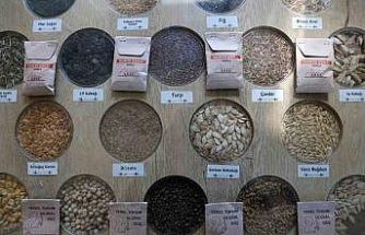 3 milyon yerel tohum dağıtıldı