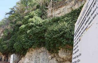 4 bin yıllık sarmaşığın gölgesinde baharı karşıladılar